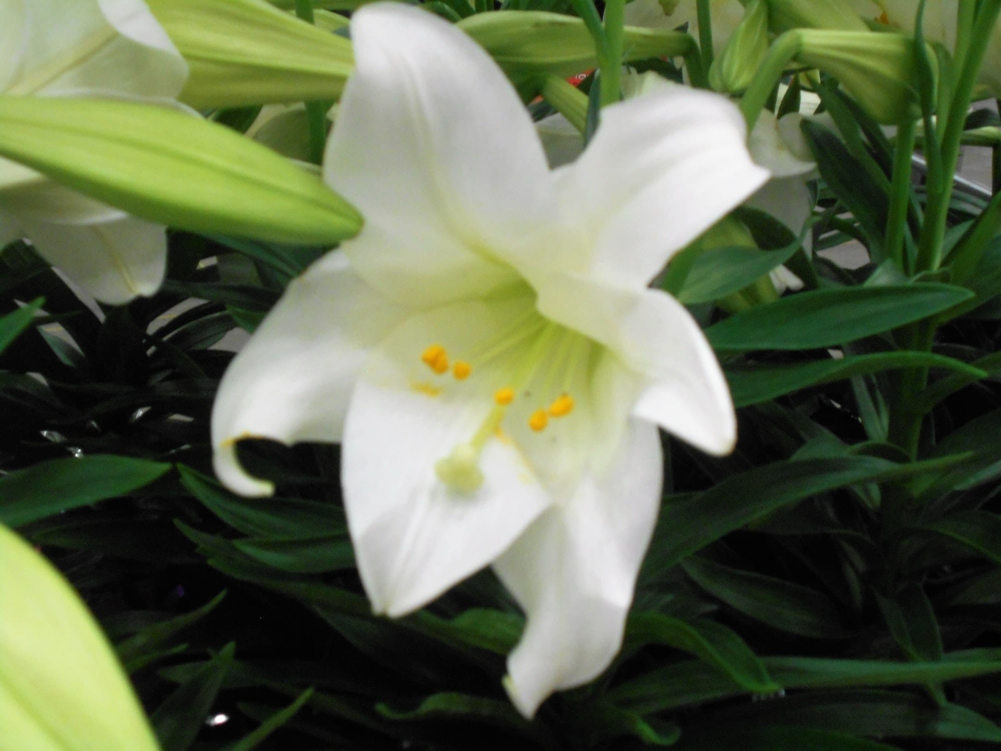 Easter Lily Flower! A beautiful, pure white lily flower to celebrate Easter.